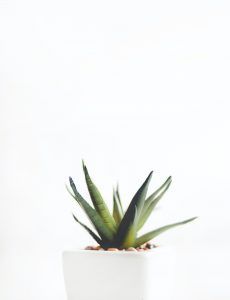 Aloe vera